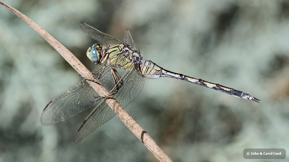 J17_1418 Orthetrum trinacria female.JPG